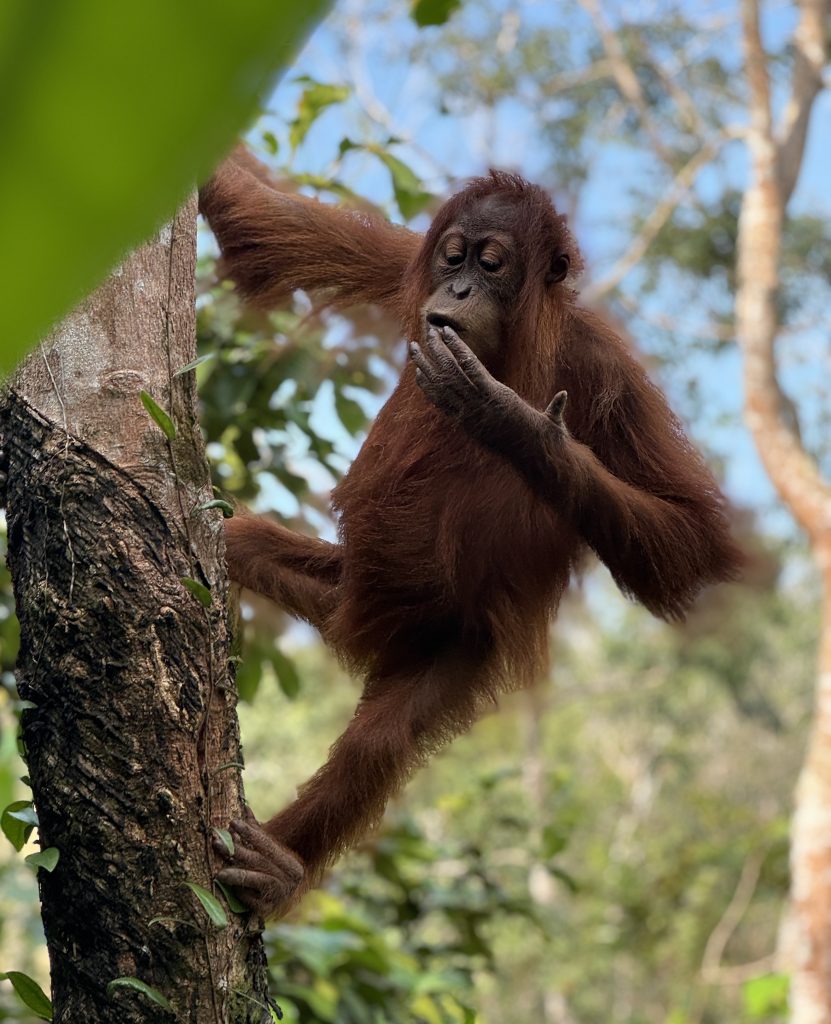 Kulturní a kreativní centrum Ostrov - Ladislav Zibura – Dvě cesty do džungle - obr. 1