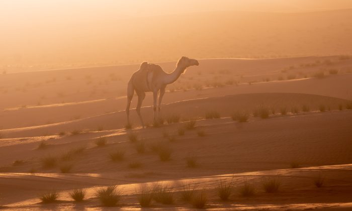 Oman_221231_6210_web