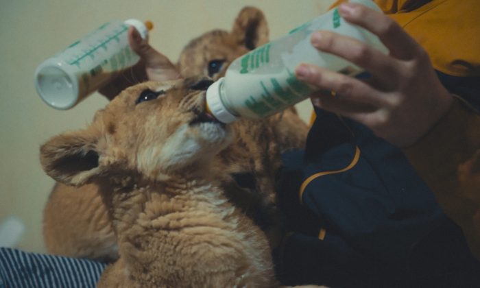 UOPATW_Still_Lion – Yaroslava Burko